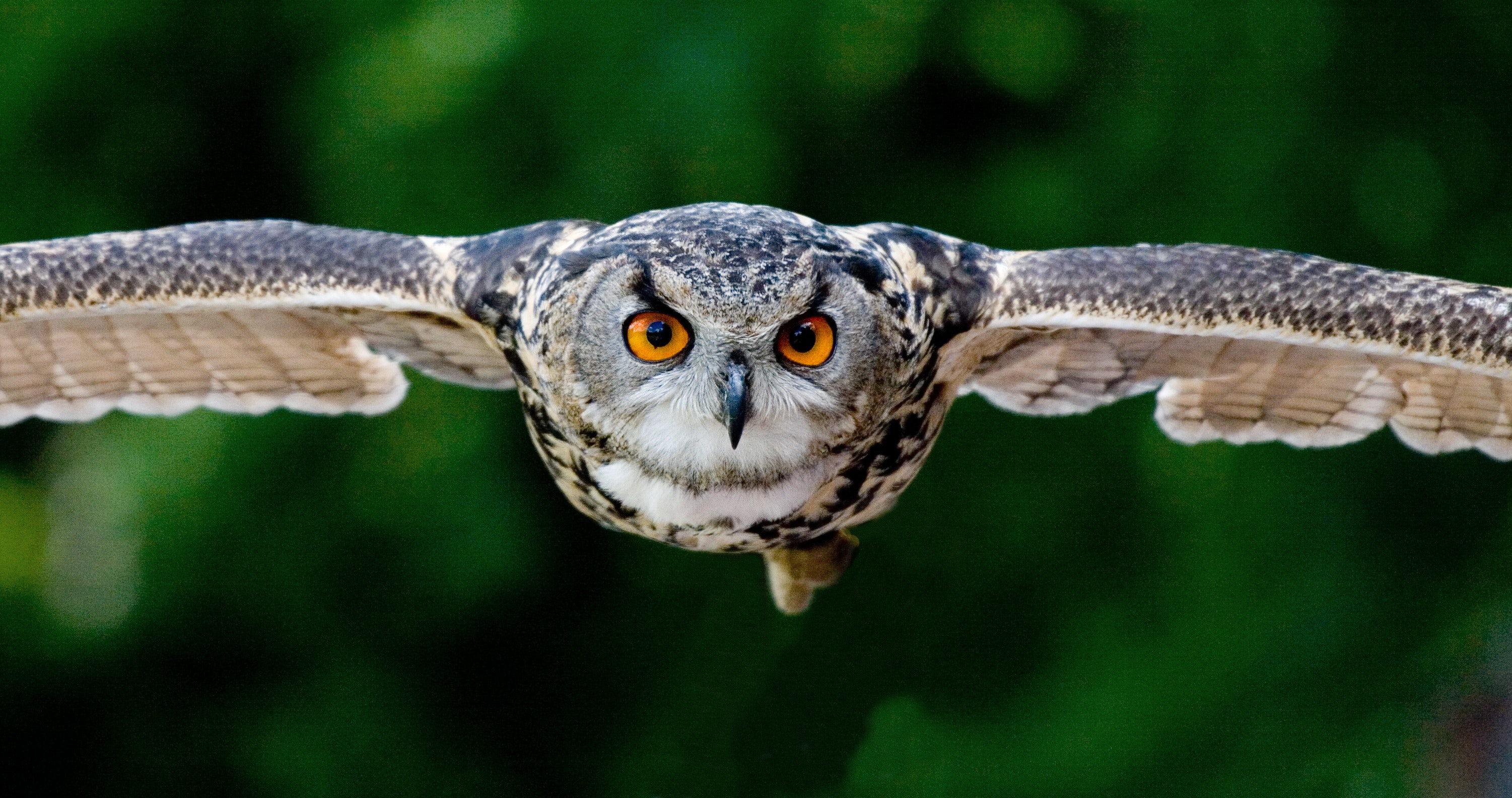 owl-flying